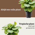 Calathea Orbifolia - 60 - 80cm Hoog
