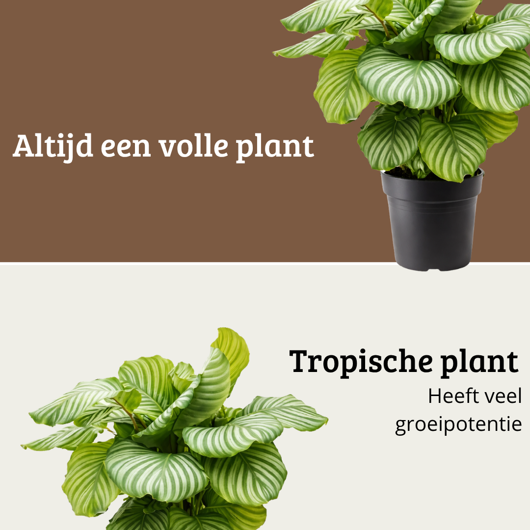 Calathea Orbifolia - 60 - 80cm Hoog
