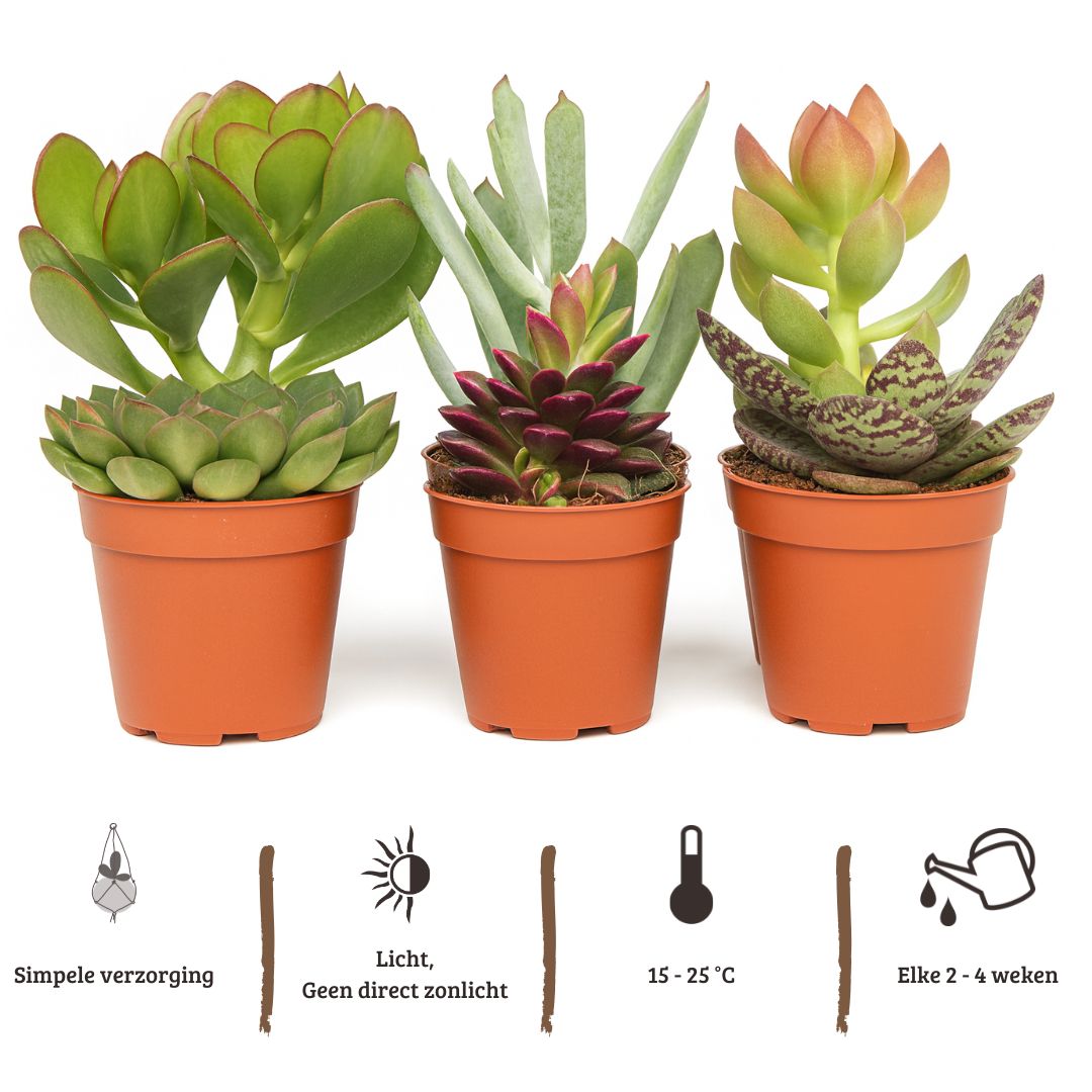 Mix mini vetplanten - 12 stuks