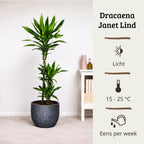 Draceana Janet Lind - 110 - 130 cm