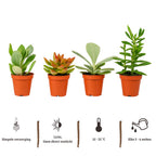 Mix mini vetplanten - 20 stuks