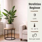 Strelitzia Reginae - 70 - 90cm Hoog