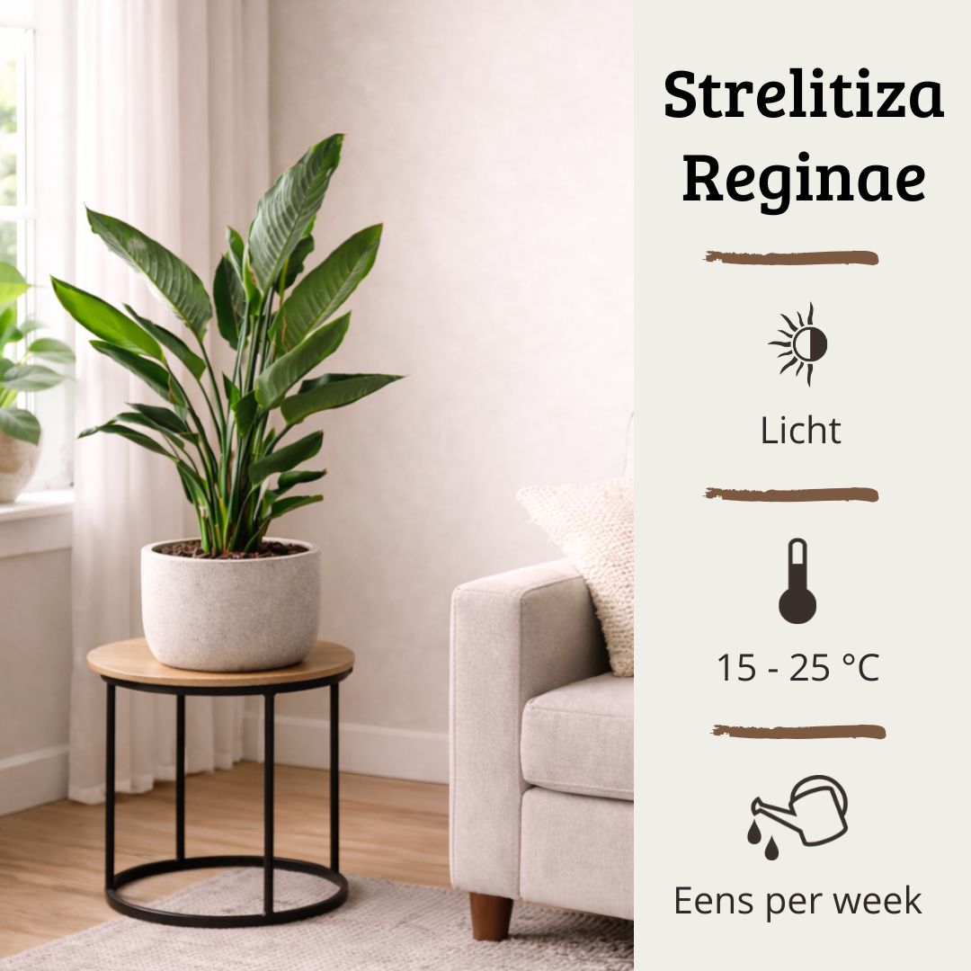 Strelitzia Reginae - 70 - 90cm Hoog