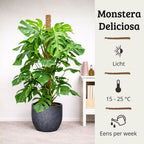 Monstera Deliciosa - 120 - 140cm Hoog