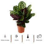 Calathea Medaillon - 70 - 80 cm Hoog