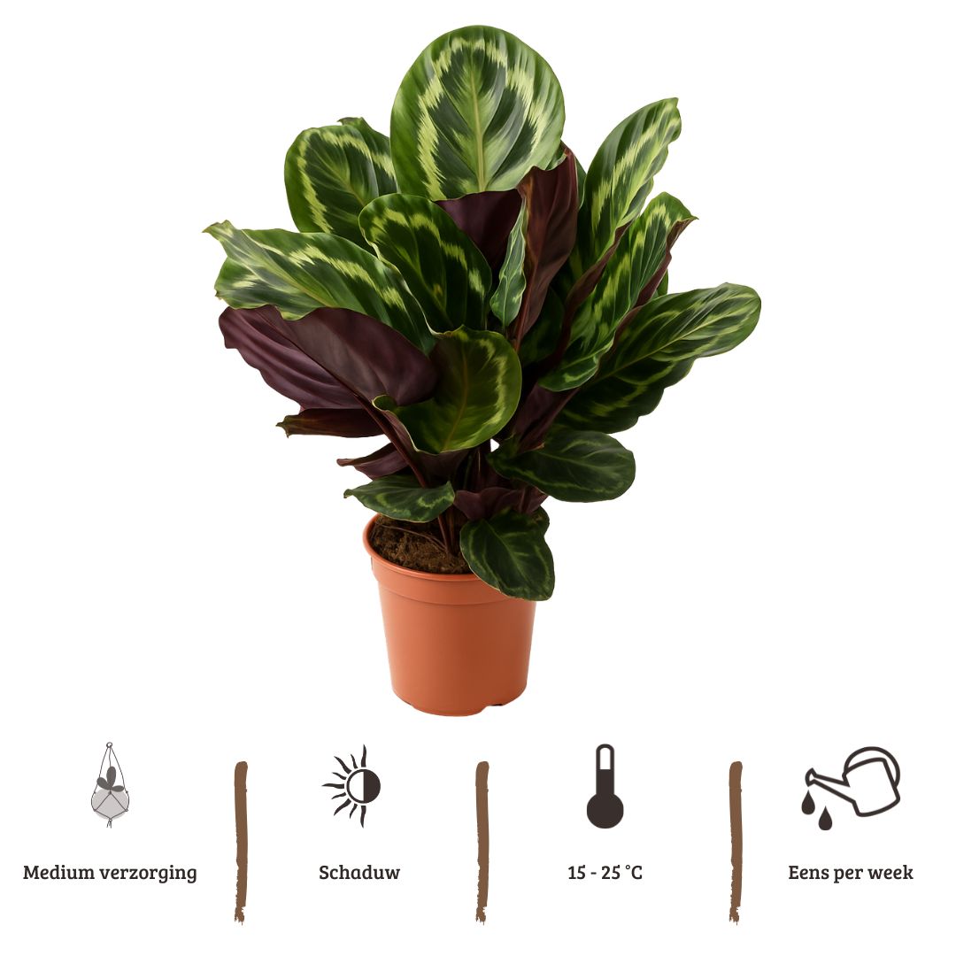 Calathea Medaillon - 70 - 80 cm Hoog