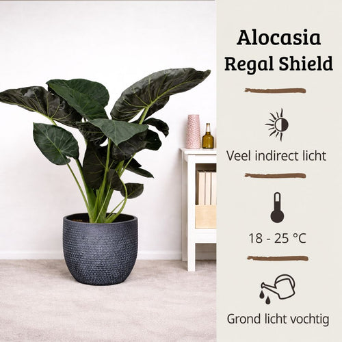 Alocasia Regal Shield - 120 - 140cm Hoog