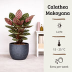 Calathea Makoyana - 75 - 95cm Hoog