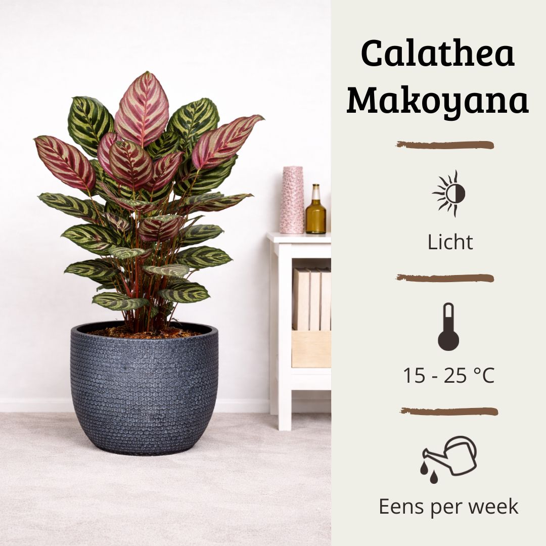 Calathea Makoyana - 75 - 95cm Hoog