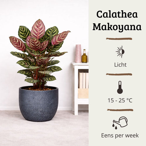Calathea Makoyana - 75 - 95cm Hoog