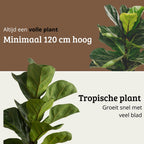 Ficus Lyrata - 100 - 120cm Hoog