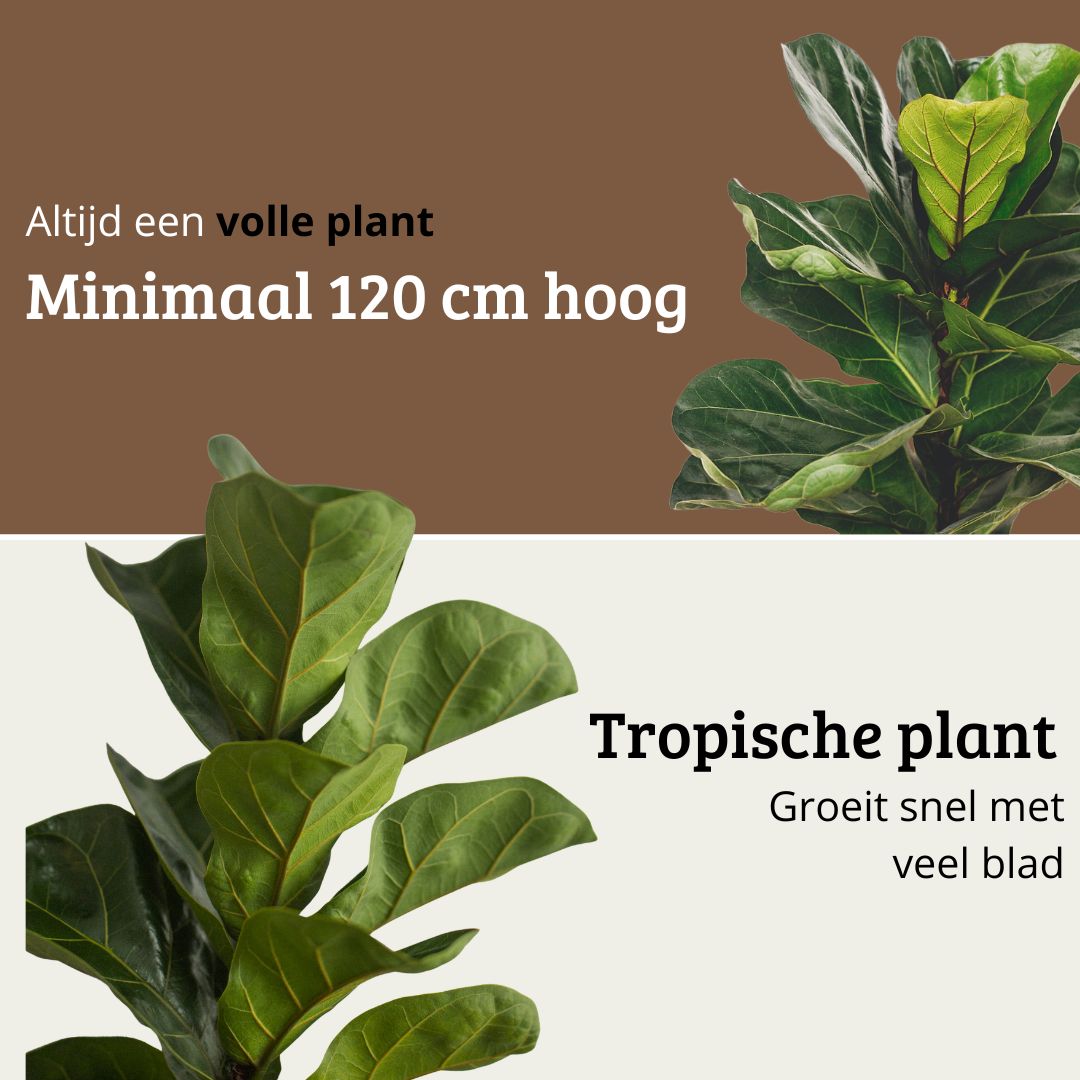 Ficus Lyrata - 100 - 120cm Hoog